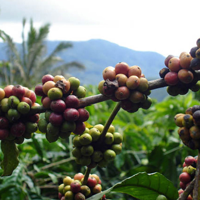 Sumatran Viennese
