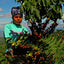 Guatemala Antigua