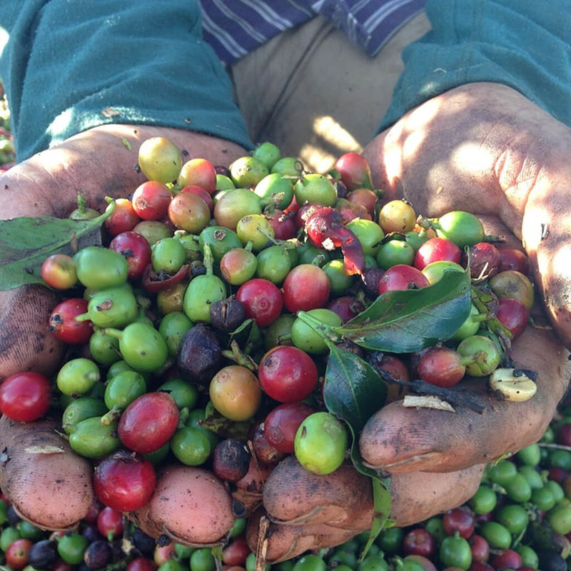 FTO Certified Nicaraguan