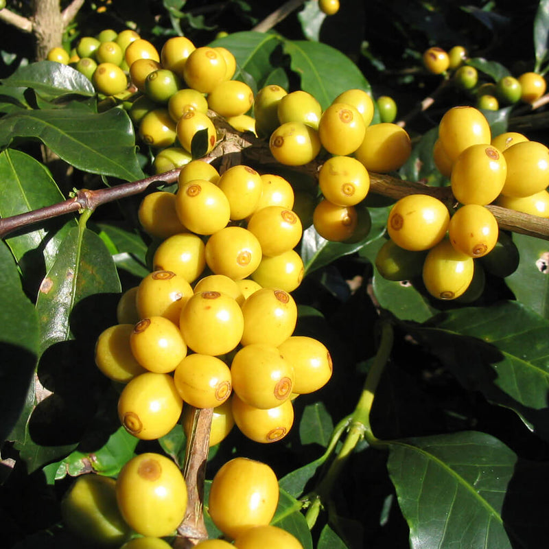 Brazil DaTerra Bourbon